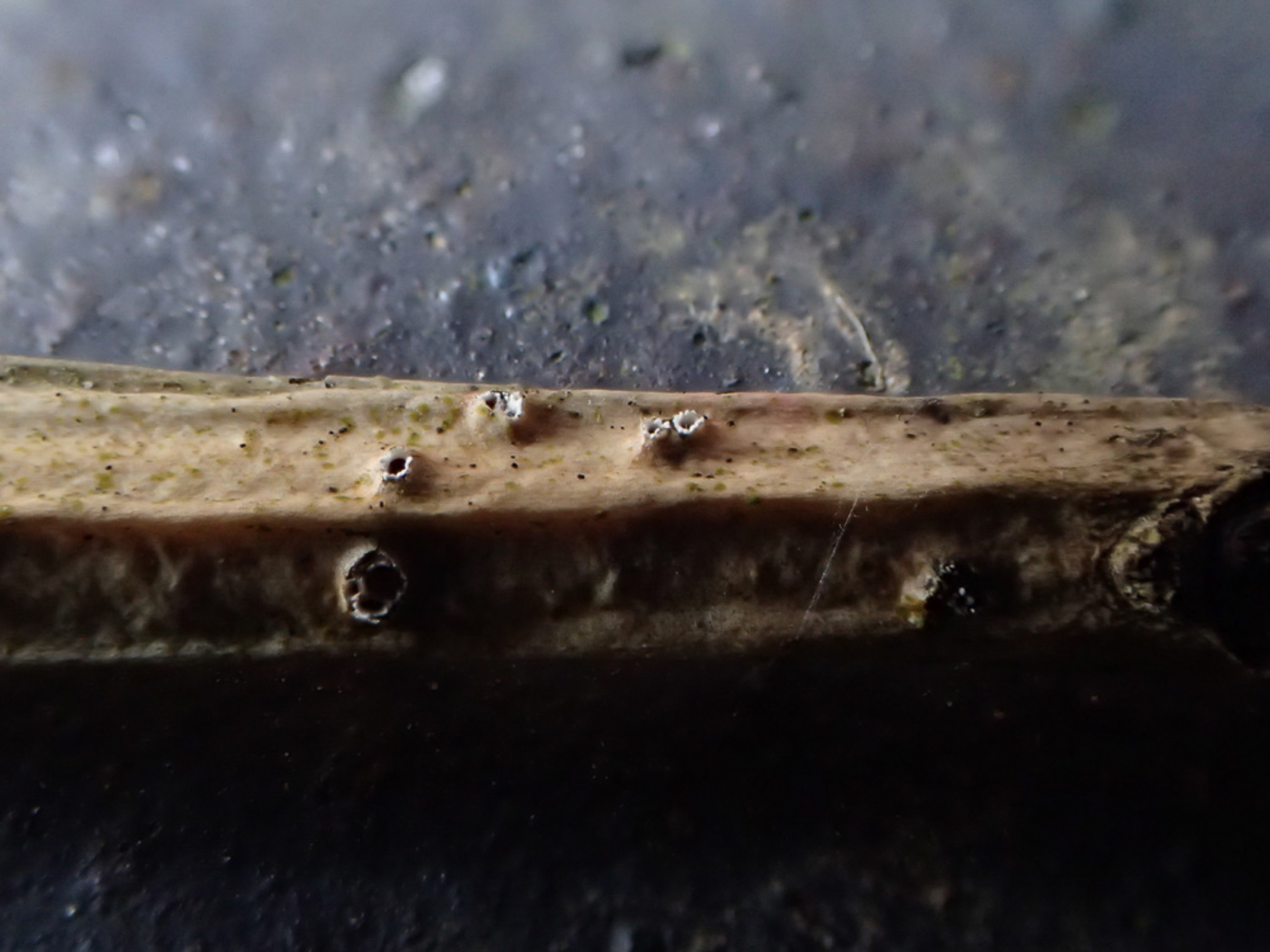 Photo © Sarah Ebdon Stictis radiata by Sarah Ebdon